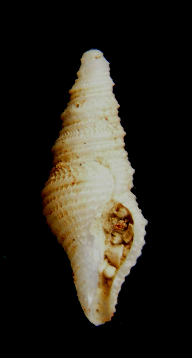 Drilliola emendata